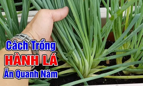 Cách trồng hành nhanh đẻ nhánh, cây khỏe lá ra quanh năm