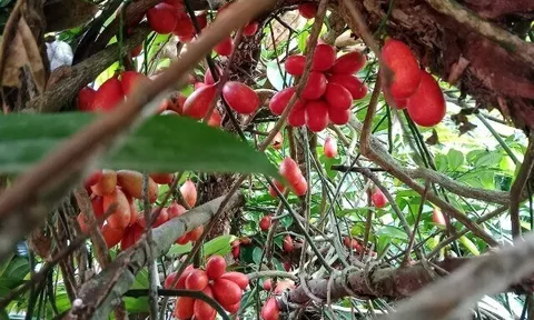 Loại quả xưa chín rụng đầy gốc nay thành đặc sản 250.000 đ/kg, trồng một lần thu hoạch nhiều năm, du khách thích thú