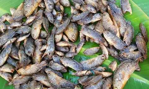 13 loại cá nước ngọt dân dã ở Việt Nam, giàu protein và Omega-3, bà nội trợ thấy nên mua về cho cả nhà dùng