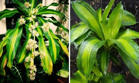 3 vị trí tốt nhất trồng cây Thiết Mộc Lan