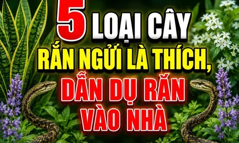 5 loại cây rắn ngửi là thích, dẫn dụ rắn vào nhà