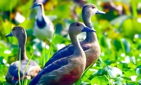 Nghề lạ ở Việt Nam: Nuôi loài "bay như chim", cứ tới mùa là đẻ sòn sòn, nông dân thu lãi đậm