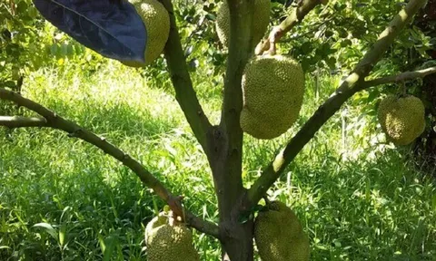 Loại quả xưa không ai biết đến, nay thành đặc sản được ưa chuộng giá 80.000 đ/kg, trồng một lần thu hoạch nhiều năm