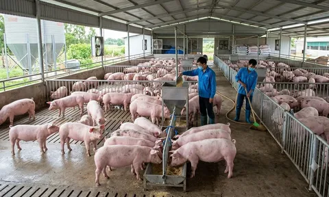 Giá heo hơi hôm nay 21/8: Chỉ 2 địa phương tăng giá, thị trường đi ngang