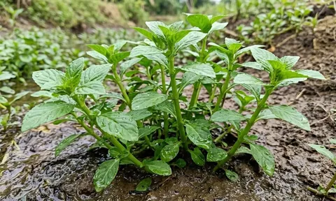 Loại rau gia vị thơm đặc biệt, mọc dại ở bờ ruộng có tên trong Sách đỏ Việt Nam