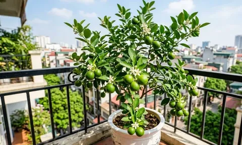 Người thuộc 2 mệnh này hợp trồng cây chanh nhất