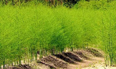 Loại rau lớn nhanh như thổi, giàu dưỡng chất, trồng một lần thu hoạch nhiều năm giúp nông dân đổi đời