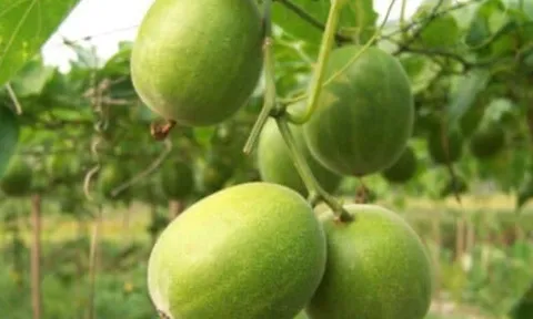 Loại quả mọc bờ rào xưa ít người biết đến, nay thành đặc sản được ưa chuộng giá 250.000 đ/kg, trồng một lần thu hoạch nhiều năm