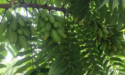 Loại quả xưa chín rụng đầy gốc nay thành đặc sản 160.000 đ/kg, trồng một lần thu hoạch nhiều năm, du khách thích mê