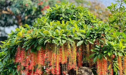 3 vị trí tốt nhất để trồng cây lộc vừng