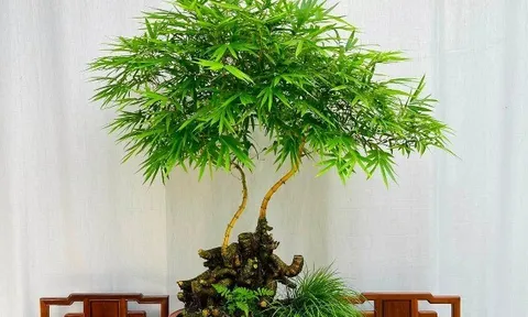 Cây mọc bờ bụi ở làng quê "lên chậu" thành bonsai độc lạ, mang lại phú quý tài lộc, giá gần trăm triệu đồng