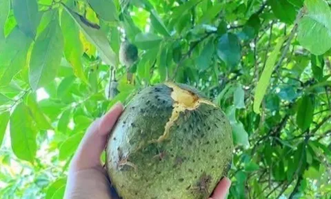 Loại quả xưa chín rụng đầy gốc nay thành đặc sản 50.000 đ/kg, trồng một lần thu hoạch nhiều năm, người thành phố ưa chuộng
