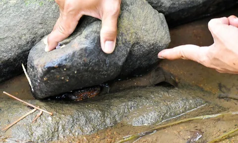 "Lộc trời" xuất hiện khi trời mưa, xưa không ai ngó ngàng nay thành đặc sản 300.000 đồng/kg, dân đi bắt về bán hốt bạc