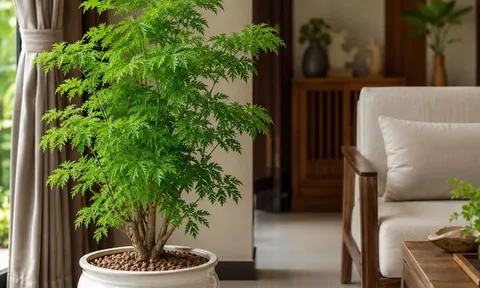 Trồng cây đinh lăng phong thủy trong chậu: Nên đặt trong nhà hay vị trí nào để vừa đẹp vừa hút tài lộc?