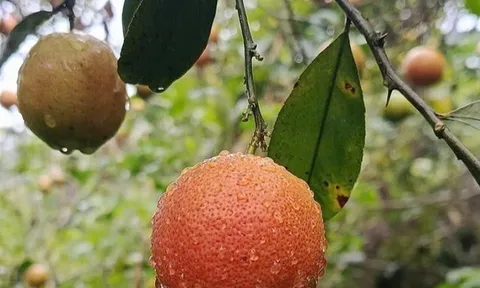 Loại quả xưa chín rụng đầy gốc nay thành đặc sản 75.000 đ/kg, trồng một lần thu hoạch nhiều năm, được ưa chuộng ở thành phố