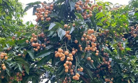 Loại quả mọc bờ rào xưa chín rụng đầy nay thành đặc sản 180.000 đ/kg, trồng một lần thu hoạch nhiều năm, du khách thích thú