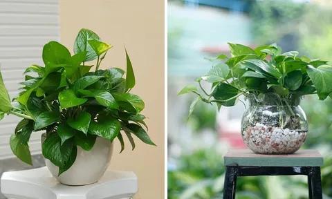 3 vị trí tốt nhất để trồng cây Trầu Bà hút lộc