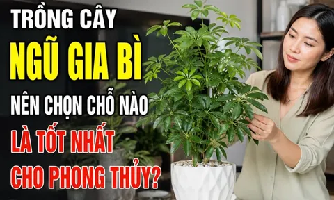 Trồng cây Ngũ Gia Bì nên chọn chỗ nào là tốt nhất cho phong thủy?