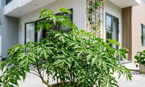 Trong nhà có 3 vị trí tốt nên trồng cây đinh lăng
