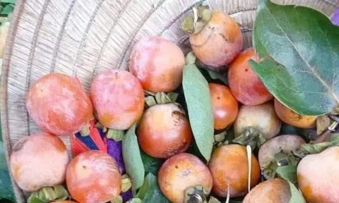 Loại quả xưa chín rụng đầy gốc nay thành đặc sản 85.000 đ/kg, trồng một lần thu hoạch nhiều năm, người thành phố ưa chuộng