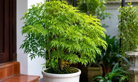 Trồng cây đinh lăng nên đặt ở vị trí nào tốt cho phong thủy?