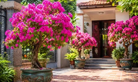 Vị trí tốt nhất trồng chậu hoa giấy để vừa đẹp vừa tốt phong thủy