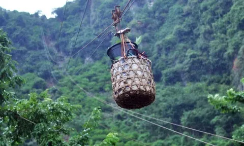 Loại quả xưa chín rụng đầy gốc nay thành đặc sản 200.000 đ/kg, trồng một lần thu hoạch nhiều năm, người thành phố ưa chuộng