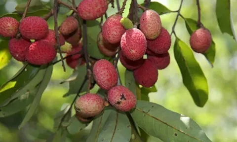 Loại quả xưa chín rụng đầy gốc nay thành đặc sản 80.000 đ/kg, trồng một lần thu hoạch nhiều năm, du khách thích mê
