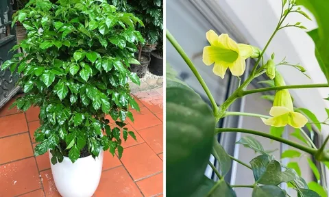 3 vị trí tốt nhất để trồng cây hạnh phúc hút lộc