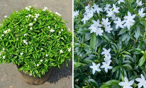 3 vị trí tốt nhất để trồng cây Mai Chiếu Thủy