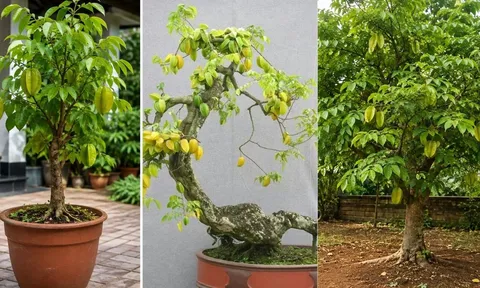 Trồng cây khế phong thủy: Trồng chậu thông thường hay tạo dáng bonsai hay trồng xuống đất cho thật lớn?