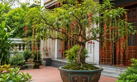 Trồng cây lộc vừng phong thủy trong chậu: Đặt đúng vị trí để cây đẹp, nhà thêm vượng khí