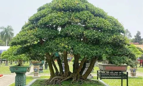 Cây dại cho hoa và quả đẹp mắt lên chậu thành bonsai, mang lại may mắn và thịnh vượng, có cây giá tiền tỷ