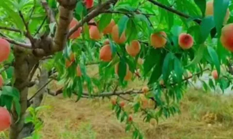 Loại quả xưa chín rụng đầy gốc nay thành đặc sản 75.000 đ/kg, trồng một lần thu hoạch nhiều năm, được ưa chuộng ở thành phố