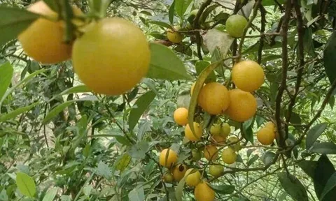 Loại quả xưa chín rụng đầy gốc nay thành đặc sản 100.000 đ/kg, trồng một lần thu hoạch nhiều năm, du khách ưa chuộng