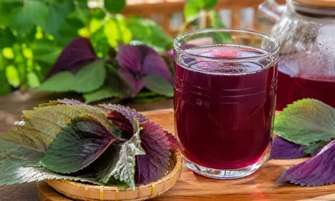 Uống nước tía tô vào thời điểm nào tốt?