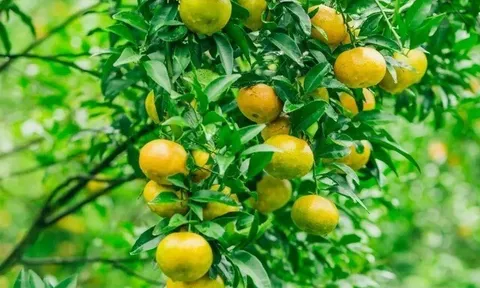 11 đặc sản ở Lạng Sơn, thích hợp để du khách mua về làm quà, có loại giá chỉ từ 25.000 đồng/kg