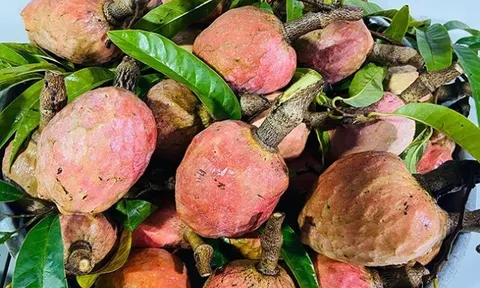 Loại quả mọc bờ rào xưa chín rụng đầy nay thành đặc sản 100.000 đ/kg, trồng một lần thu hoạch nhiều năm, người thành phố ưa chuộng
