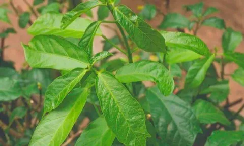Cây dại mọc bờ rào nay làm thành đặc sản được ưa chuộng, trồng 3 tháng cho thu hoạch, giá 50.000 đồng/kg nổi tiếng khắp nơi