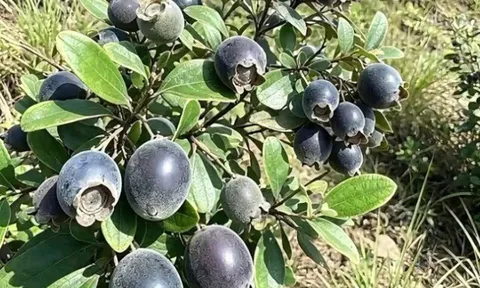 Loại quả xưa chín rụng đầy gốc nay thành đặc sản 100.000 đ/kg, trồng một lần thu hoạch nhiều năm, người thành phố ưa chuộng