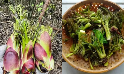 Loại rau dại Việt Nam từng bị bỏ đi, nay thành đặc sản: Có lúc giá lên tới 400.000 đồng/kg