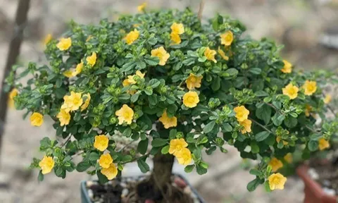 Cây hoa mọc dại ven đường lên chậu thành bonsai đẹp lạ, mang ý nghĩa phong thủy, được săn lùng với giá trị lớn