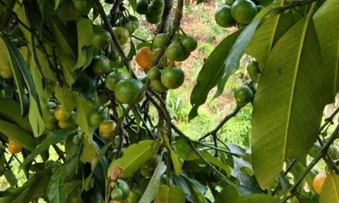 Loại quả xưa chín rụng đầy gốc nay thành đặc sản 550.000 đ/kg, trồng một lần thu hoạch nhiều năm, được ưa chuộng ở thành phố