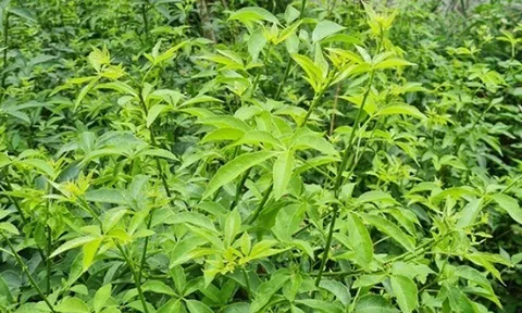 Cây dại mọc bờ rào nay làm thành đặc sản nổi tiếng, trồng 8 tháng cho thu hoạch, giá 60.000 đồng/kg được người thành phố ưa chuộng