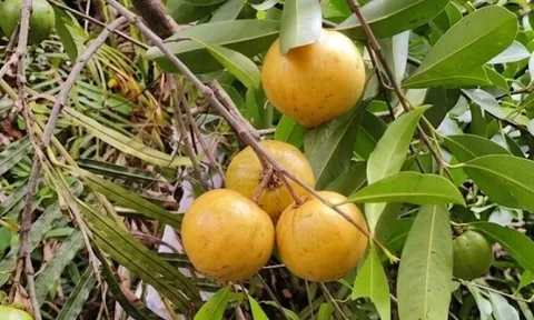 Loại quả đặc sản Hải Phòng xưa chín rụng đầy nay bán 150.000 đ/kg, trồng một lần thu hoạch nhiều năm, du khách thích thú