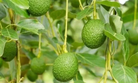 Loại quả nào nghe tên đã thấy ngao ngán nhưng giúp chống già, có giá rẻ bán đầy chợ ở Việt Nam?