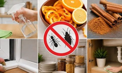 Mẹo đuổi kiến, gián khỏi nhà không cần hóa chất: 7 cách đơn giản, dễ làm mà hiệu quả