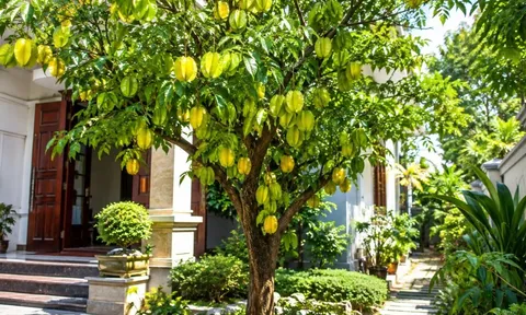 Trồng cây khế phong thủy: Nên trồng trước hay sau nhà để vừa đẹp vừa hút tài lộc?