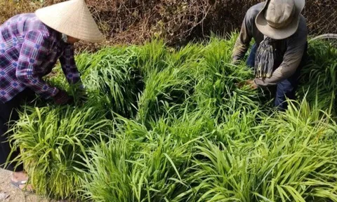 Nghề lạ ở Việt Nam: Loại cỏ dại lớn nhanh như thổi, không cần trồng cũng hái ra tiền, giúp người dân có thêm thu nhập