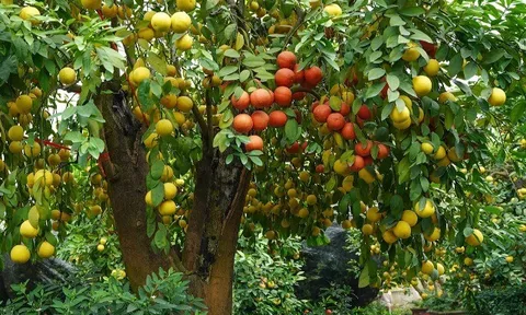 Loại quả xưa chín rụng đầy gốc nay thành đặc sản 45.000 đ/kg, trồng một lần thu hoạch nhiều năm, người thành phố ưa chuộng